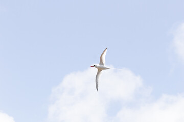 Red-billed tropic bird (Phaethon aethereus) in flight against a cloudy sky in Tobago