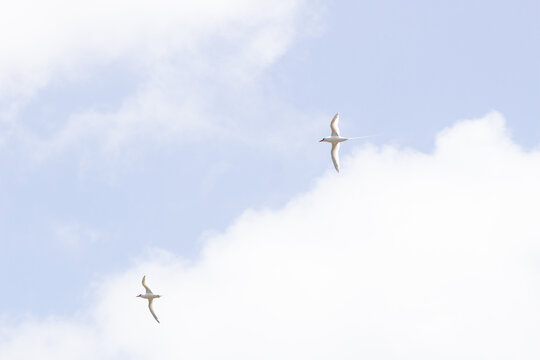 Red-billed tropic bird (Phaethon aethereus) in flight against a cloudy sky in Tobago