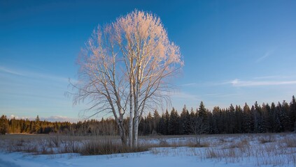 Silver birch tree with leafless branches during winter, preservation