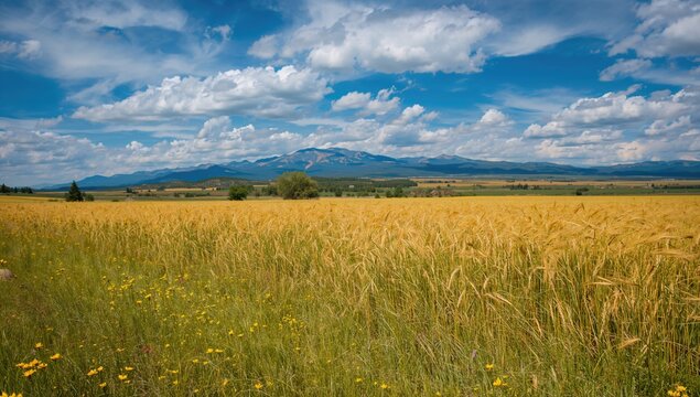 Ripe wheat fields with Rocky Mountains in the background and a clear blue sky, seasonal change