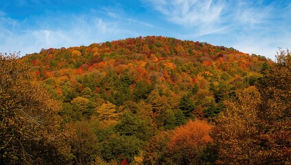 Fototapeta premium Vibrant autumn forest landscape showcasing colorful foliage, seasonal change