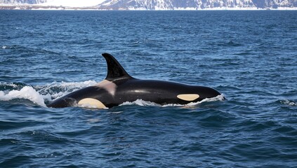 Fototapeta premium Encounter with a Killer Whale in the Ocean During Winter