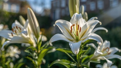 Obraz premium Vibrant lilies blooming in a school garden, showcasing natural beauty and seasonal change