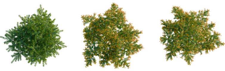 Berberis darwinii tree plan, top view, cutout, transparent background, isolate, Lush maple trees with vibrant autumn foliage for landscape designers