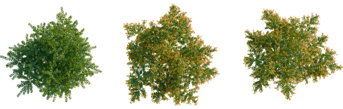 Berberis darwinii tree plan, top view, cutout, transparent background, isolate, Lush maple trees with vibrant autumn foliage for landscape designers
