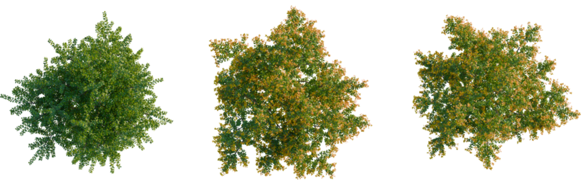 Berberis darwinii tree plan, top view, cutout, transparent background, isolate, Lush maple trees with vibrant autumn foliage for landscape designers - Powered by Adobe