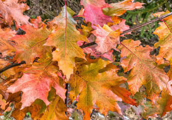 Vibrant autumn oak leaves