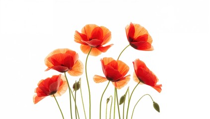 Fototapeta premium Vibrant Red Poppies set against a white backdrop, symbolizing remembrance and reflection