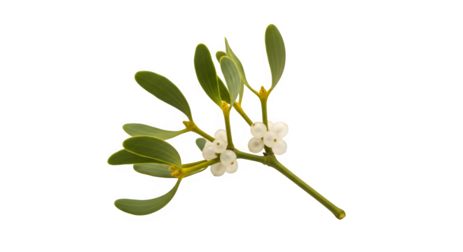 Elegant mistletoe sprig with pearl berries for holiday decorations