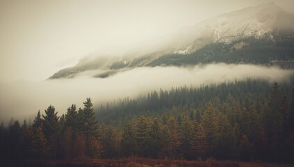 Fototapeta premium Misty mountain scenery featuring a fir forest, suitable for editorial backgrounds