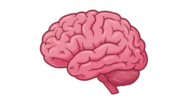 Pink Cartoon Brain with Cerebellum and Detailed Gyri and Sulci mind thinking isolated on a transparent background