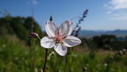 Captivating Kashful flower, vibrant display of nature's beauty, Earth Day
