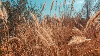 Fototapeta premium Vibrant meadow displaying dried vegetation in distinctive retro tones, seasonal change