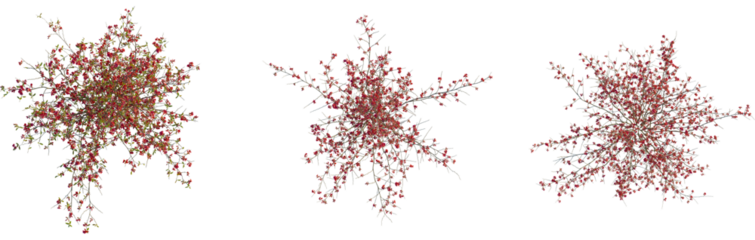 Chaenomeles speciosa tree plan, top view, cutout, transparent background, isolate, Vibrant flowering quince shrubs ready for garden landscape design now