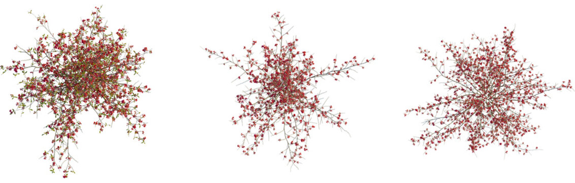 Chaenomeles speciosa tree plan, top view, cutout, transparent background, isolate, Vibrant flowering quince shrubs ready for garden landscape design now