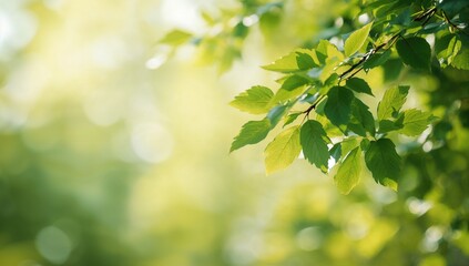 Obraz premium Springtime backdrop with blurred green foliage, ideal for editorial design