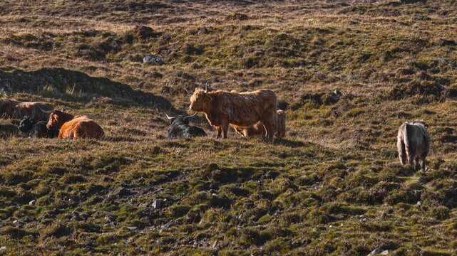 Specimens of Highland cattle cow with long horns and coat, shaggy and reddish brown (sometimes black, yellow, pale silver). Isle of Skye-Scotland-077