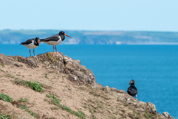 Oystercatchers, haematopus ostralegus, have the higher ground as an Atlantic Puffin, fratercula arctica, looks up