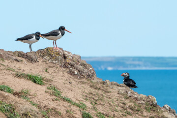 Oystercatchers, haematopus ostralegus, have the higher ground as an Atlantic Puffin, fratercula arctica, looks up