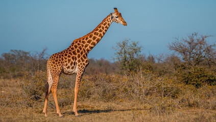 Fototapeta premium Giraffe moving through natural habitat, focus on wildlife behavior