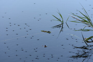water striders on the surface of the water in the wild near to the reed grass 
