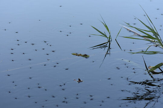 water striders on the surface of the water in the wild near to the reed grass - Powered by Adobe