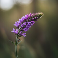 Obraz premium A vibrant purple wildflower gently sways in a strong breeze against a soft, blurred natural background, capturing fragility and resilience ,dancing ,purple ,flower