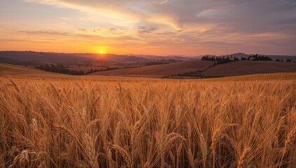 Obraz premium Wheat Field Bathed in Sunset Light, Seasonal Change