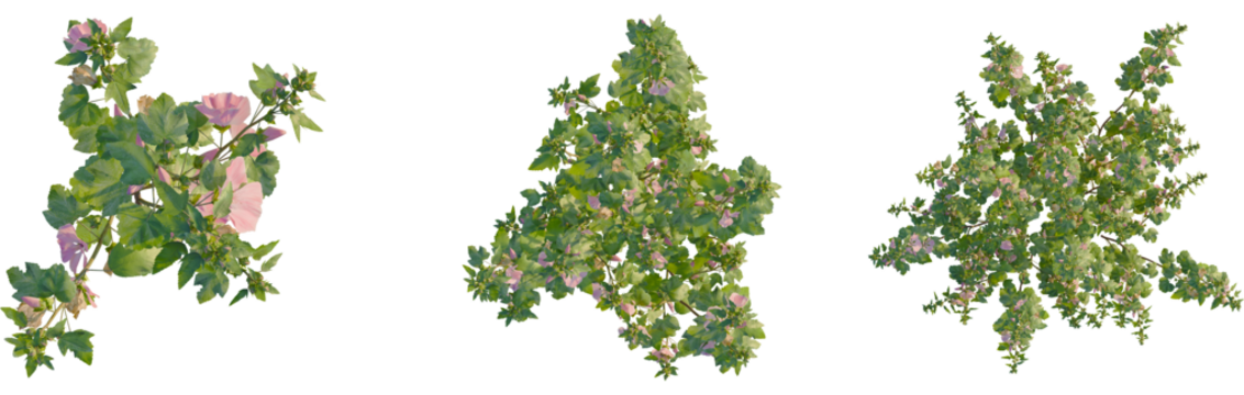 Lavatera clementii tree plan, top view, cutout, transparent background, isolate, Three thriving mallow plants with delicate pink flowers and lush foliage - Powered by Adobe