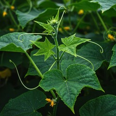 Lush, vibrant green cucumber leaves and tendrils growing vigorously on the vine, showing healthy agricultural growth in a garden plot, growing, flora, agriculture