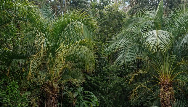 Various palm trees in a lush tropical rainforest, showcasing biodiversity, Earth Day - Powered by Adobe