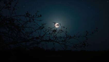 A tree limb silhouetted against a glowing full moon in the night sky