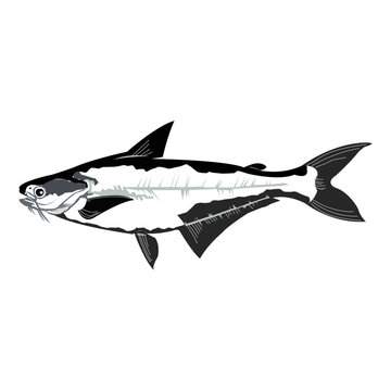 Pangasius Fish Vector Art Design
