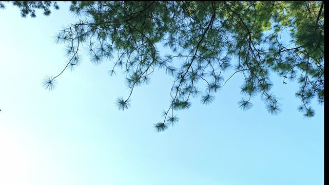 green pine trees viewed from above against the sky.

