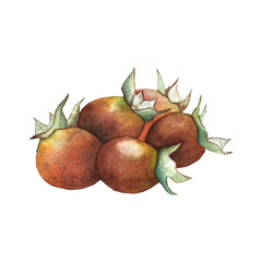 rosehip berries, watercolor illustration for textiles, packaging, dishes, and postcards