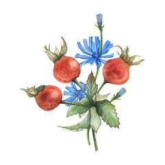 composition with rosehip and chicory, watercolor illustration for tableware, textiles, packaging, and design