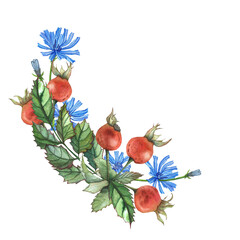 rosehip, chicory, and twigs with leaves, watercolor illustration for design, decor, packaging, and tableware