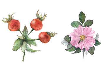 rosehip flowers and berries, set of illustrations, watercolor drawing for textiles, design, tableware, and packaging