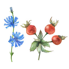 rose hips and blue chicory flowers, set of illustrations, watercolor drawings for textiles, design, dishes, and packaging