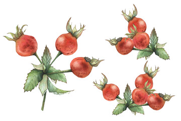 rosehip berries, set of illustrations, watercolor drawing for textiles, design, tableware, and packaging