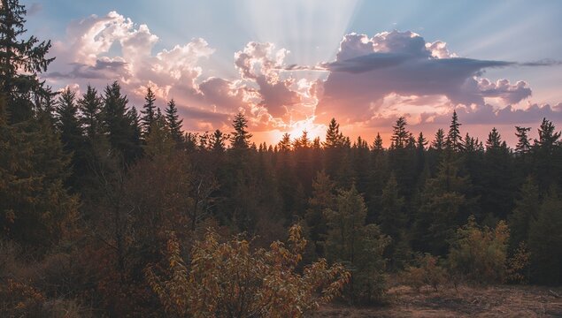 Setting sun casting light on clouds over shadowy forest, seasonal change