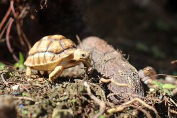 African Sulcata Tortoise Natural Habitat,Close up African spurred tortoise resting, cute animal