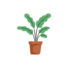 Houseplant in pot, perfect for adding greenery indoors