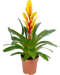 Bromelia, Vriesea, flowering houseplant, indoor 