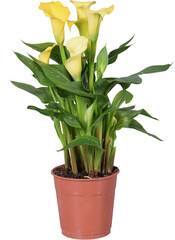 Zantedeschia, Calla, Yellow, houseplant, bulbs, Flowering