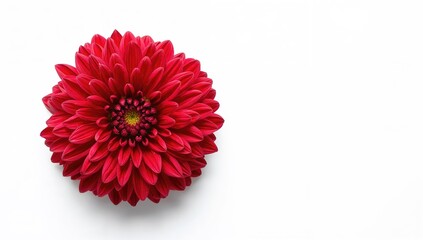Red chrysanthemum flower against a white backdrop, suitable for seasonal decor