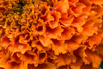 Close-up of vibrant orange petals with dew drops highlighting the rich texture of the flower.