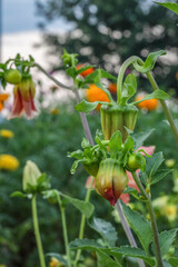 Close-up of a dahlia bud with soft morning light and blurred garden background.