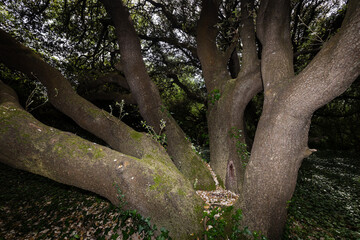 Arbre remarquable, chêne vert, avec cinq troncs en étoile formant une coupe, un siège. Quercus ilex, Fagaceae.