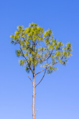 Tree at Briggs Boardwalk Naples Florida